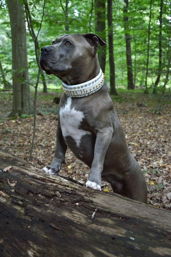 Halsband Bling Fang
