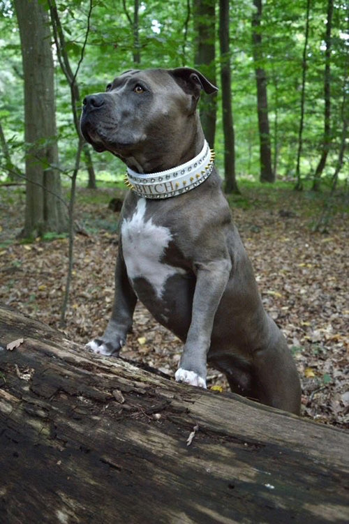 Halsband Bling Fang